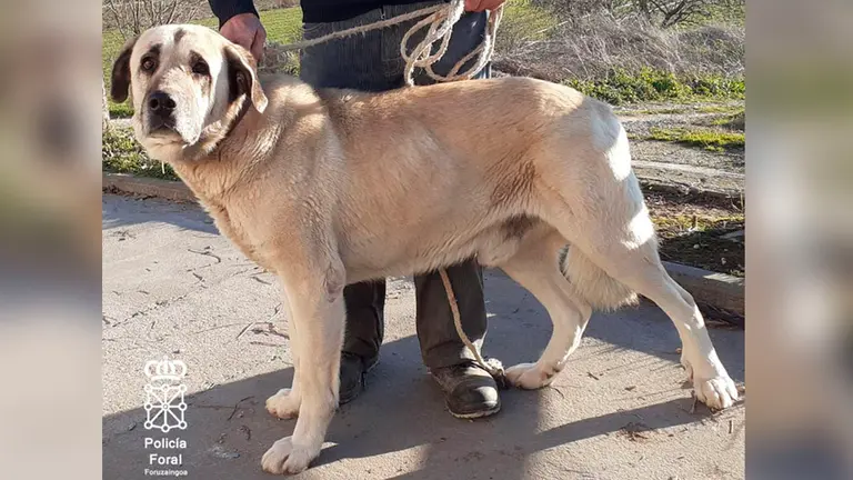 Imagen del perro que atacó a la mujer en Mendavia. POLICÍA FORAL