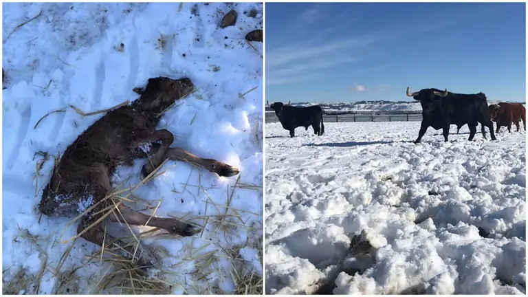 Imágenes de la finca de la Ganadería El Uno tras el paso de la borrasca Filomena. A la izquierda, un becerro muerto por el frío. A la derecha, algunos de los toros sobre la nieve.