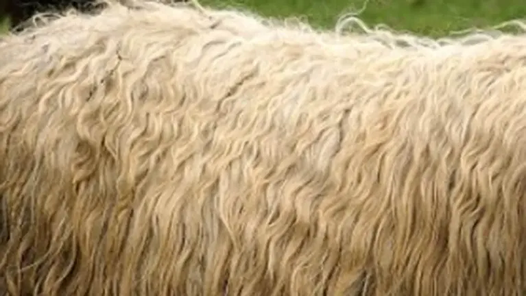 Cooperativa Latxa Esnea, innovar para diversificar y dar uso a lana de oveja. ARCHIVO