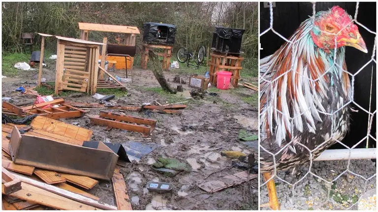 Corral clandestino utilizado por la persona imputada por maltrato animal - GUARDIA CIVIL