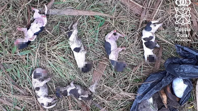 Cachorros encontrados por los agentes. POLICÍA FORAL