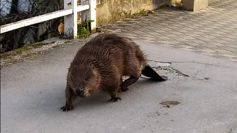 Imagen del castor paseando por las calles del barrio pamplonés de la Chantrea.