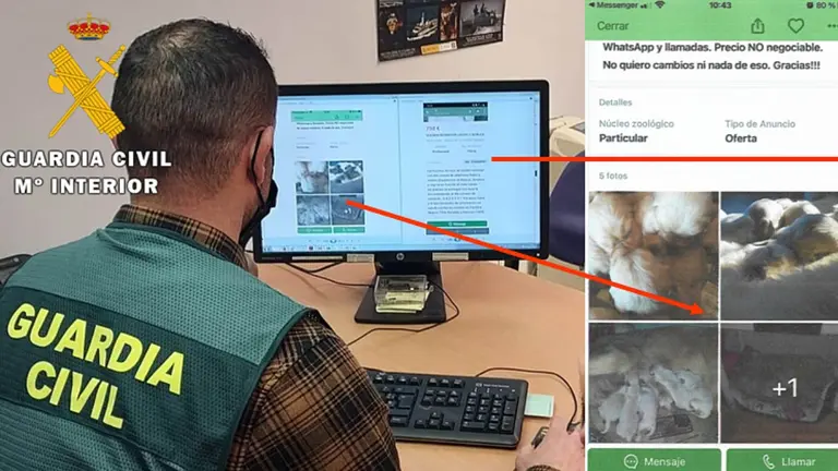 Detenidas dos personas por vender un perro por internet y no entregarlo en Navarra. GUARDIA CIVIL