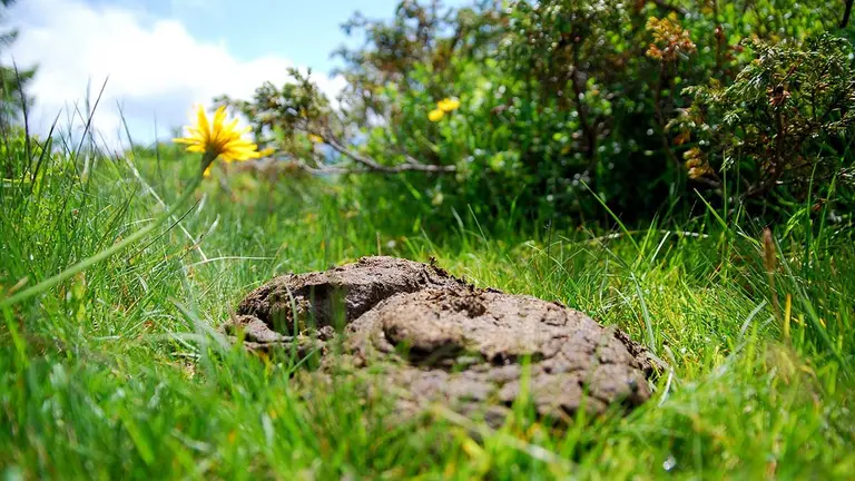 Excremento en medio del campo. ARCHIVO