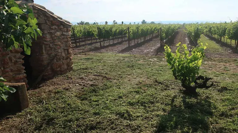 Finca experimental de EVENA en donde se cultivan variedas tempranas de uvas para su aprovechamiento en enología. GOBIERNO DE NAVARRA