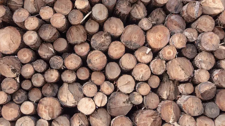 Troncos de madera cortados y apilados. ARCHIVO