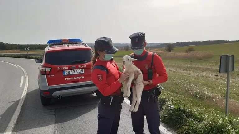 Agentes de la Policía Foral rescatan a un cordero descarriado. POLICÍA FORAL