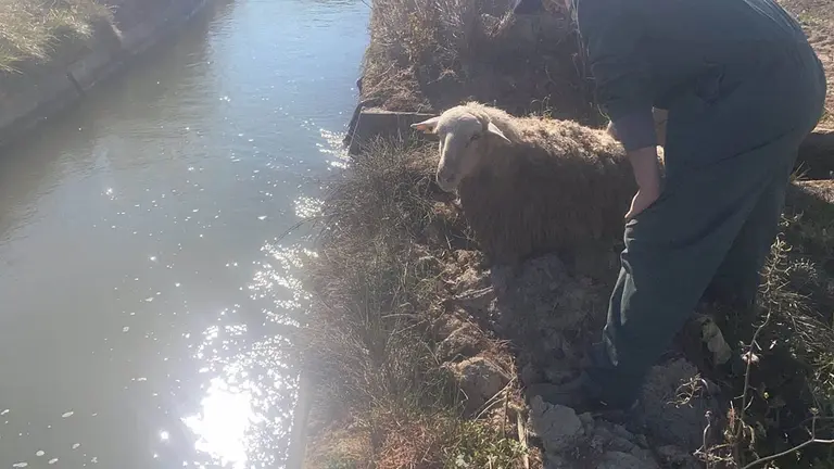 Una de las ovejas rescatadas por la Policía Foral. POLICÍA FORAL
