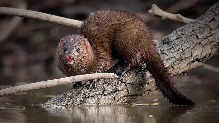 Visón americano. VICTOR ORTEGA