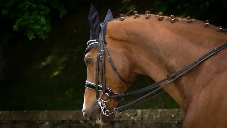 Presentaci&oacute;n del gran premio de h&iacute;pica "Las murallas de Pamplona, con la asistencia junto a los organizadores, de Sergio &Aacute;lvarez Moya, top 10 en el ranking mundial, Eduardo &Aacute;lvarez Aznar, quien cuenta, en su amplio palmar&eacute;s, con el Gran premio copa del mundo Zurich, y Natalia Quintana campeona de Espa&ntilde;a de doma paraecuestre durante varios a&ntilde;os. MEGAN WALLS