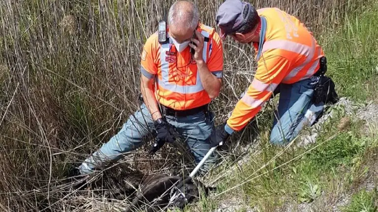 Los dos agentes de la Policía Foral atienden al perro herido tras provocar un accidente en la Ronda de Pamplona. POLICÍA FORAL