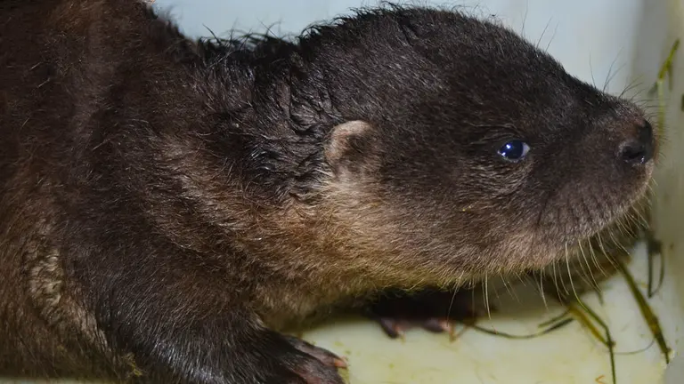 Cría de nutria nacida en Sendaviva. SENDAVIVA