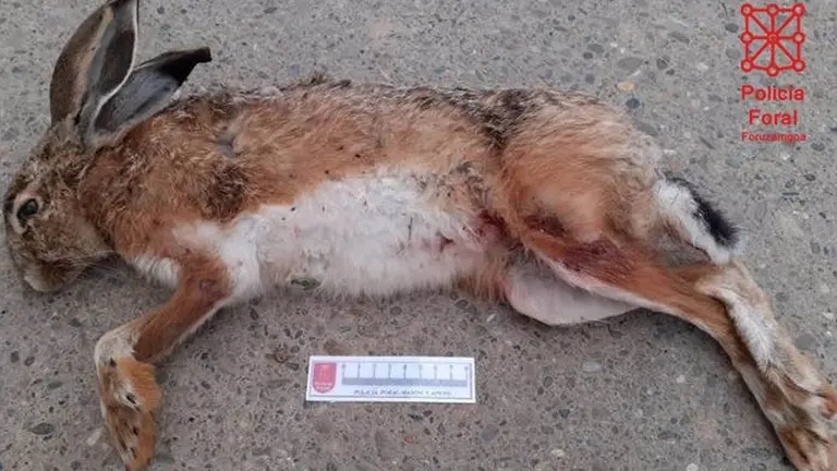 Liebre cazada ilegalmente con galgos - POLIC&Iacute;A FORAL

Agentes de la Polic&iacute;a Foral de la comisar&iacute;a de Tudela, adscritos a la Brigada de Protecci&oacute;n Medioambiental, investigan a dos j&oacute;venes, vecinos de dos localidades riberas, como presuntos autores de un delito contra la fauna por cazar liebres con galgos.

ESPA&Ntilde;A EUROPA SOCIEDAD NAVARRA
POLIC&Iacute;A FORAL