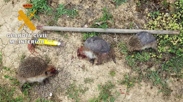 Dos personas denunciadas en Artajonar por matar erizos para comerselos GUARDIA CIVIL