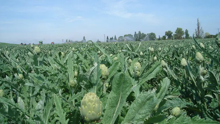 Campo de recolección alcachofa Tudela. INTIA