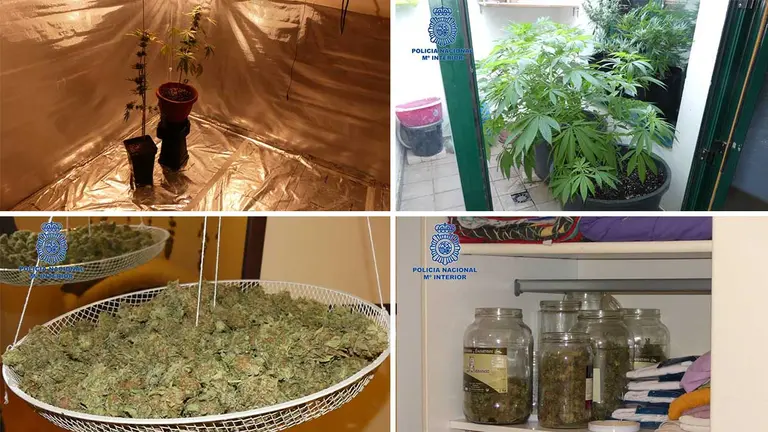 Estado en el que se encontraba la vivienda cercana a Tafalla totalmente tomada por una plantación de marihuana. POLICÍA NACIONAL