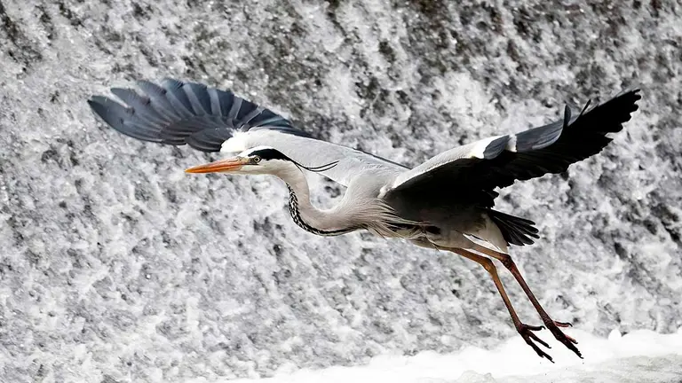 GRAFCAV5905. PAMPLONA, 10/06/2021.- Una garza real vuela junto a la presa de Villava para intentar capturar algún pez, aunque su alimento básico lo constituyen los peces el carácter oportunista de las garzas les lleva a incluir en su dieta una gran variedad de vertebrados como anfibios, reptiles, pollos de otras aves o pequeños mamíferos.   EFE/ Jesús Diges
