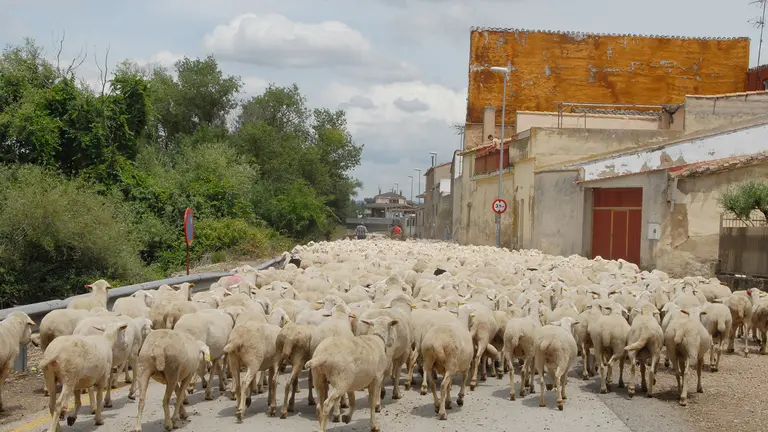 El ganadero Fernando Soria ha querido recordar la trashumancia en la localidad de Caparroso desplazando a 1450 ovejas y 18 irascos. AMAYA LUQUI