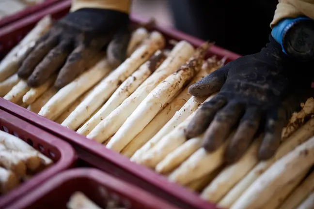 Espárrago de Navarra. INTIA