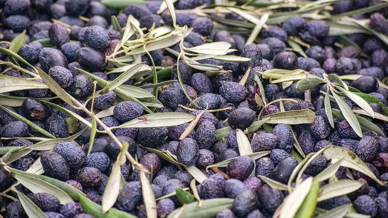 Aceitunas recolectadas paa extraer aceite. ARCHIVO