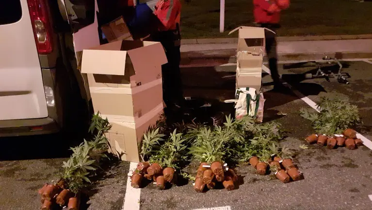 Varias de las plantas de marihuana que el detenido llevaba en el interior de un vehículo para su plantación. POLICÍA FORAL