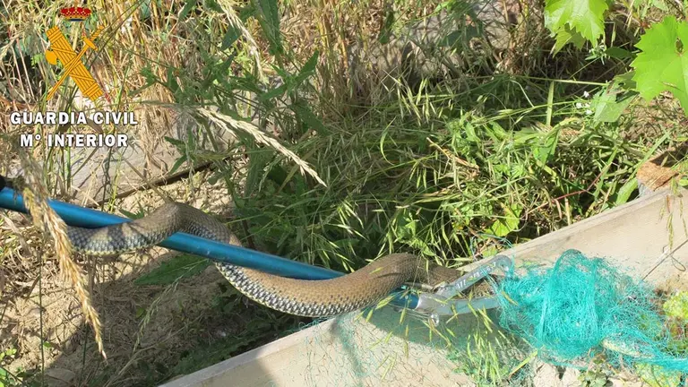 La Guardia Civil rescata una culebra bastarda atrapada en una huerta en el Valle de Elortz. GUARDIA CIVIL