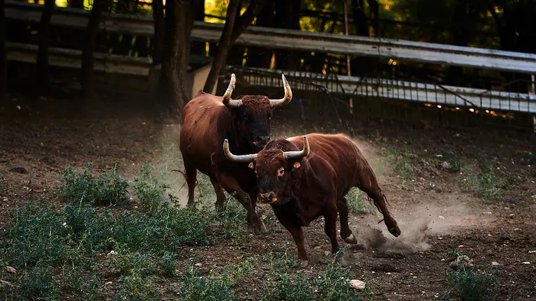 Ganadería Reta de Casta Navarra en la finca de la Tejería de Grocin. PABLO LASAOSa
