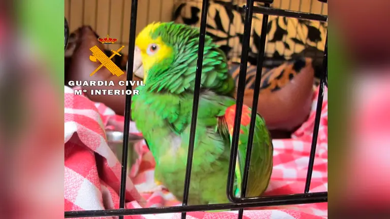 Loro al que disparó el imputado por maltrato animal en la Merindad de Estella - GUARDIA CIVIL