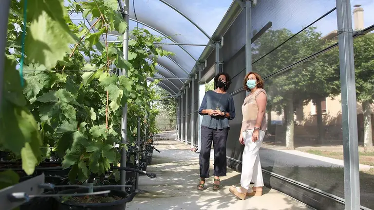 La consejera Itziar Gómez visita el invernadero de viñas antiguas, acompañada por Ana Sagüés, jefa de la Sección de Viticultura y Enología. GOBIERNO DE NAVARRA
