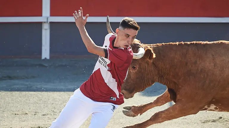 Festejo taurino en Puente la Reina con la ganadería de Arriazu. PABLO LASAOSA