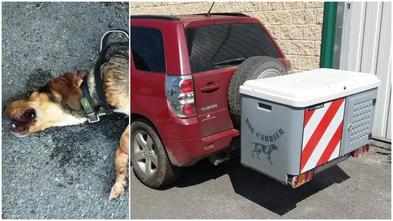 El perro, en estado de deshidratación, abandonado en un transportín en Oronoz. POLICÍA FORAL