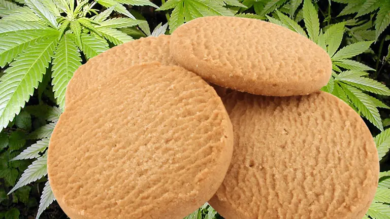 Galletas de marihuana. MONTAJE