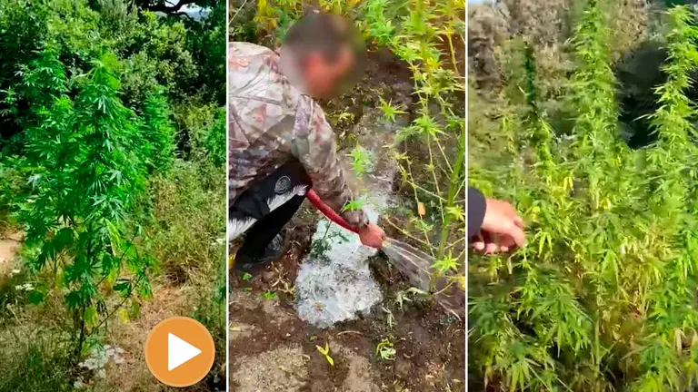 Dos detenidos por cultivar plantaciones de marihuana en el Valle de Ollo POLICÍA FORAL (player)