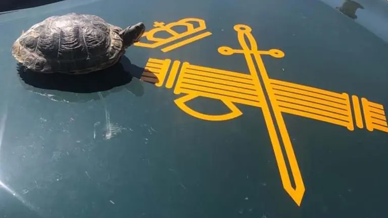 La Guardia Civil recupera en Navarra una tortuga de orejas rojas. GC NAVARRA