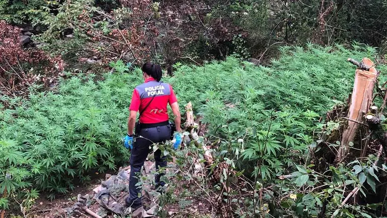Imagen de una agente en la plantación. POLICÍA FORAL
