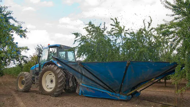 Inicio de la campaña de recolecta de la endrina. INDICACIÓN GEOGRÁFICA PACHARÁN NAVARRO