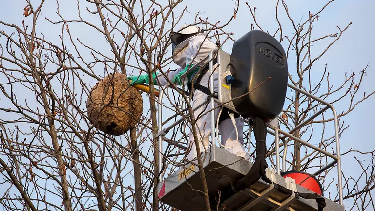 A* Jesús Garzaron
F* 2020_11_26
T* Retirada de nido de avispas asiáticas
L* Calle Valle de Egüés, Pamplona