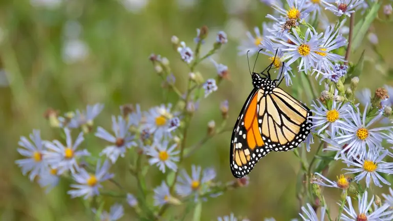 Una mariposa apoyada en unas flores. ARCHIVO