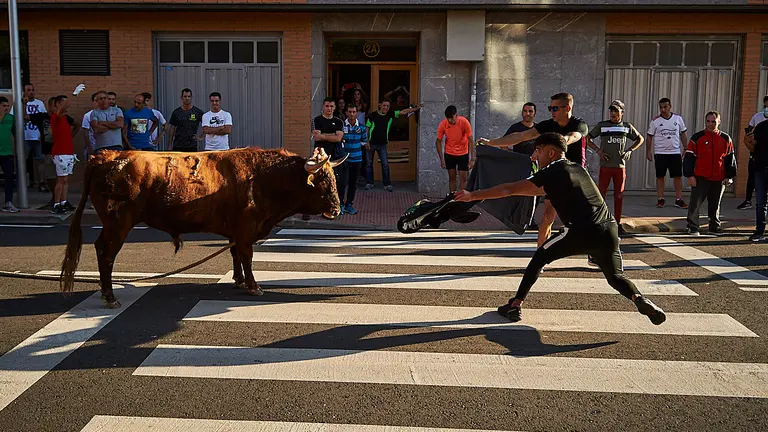Primer toro ensogado en Lodosa desde el comienzo de la pandemia del coronavirus. PABLO LASAOSA