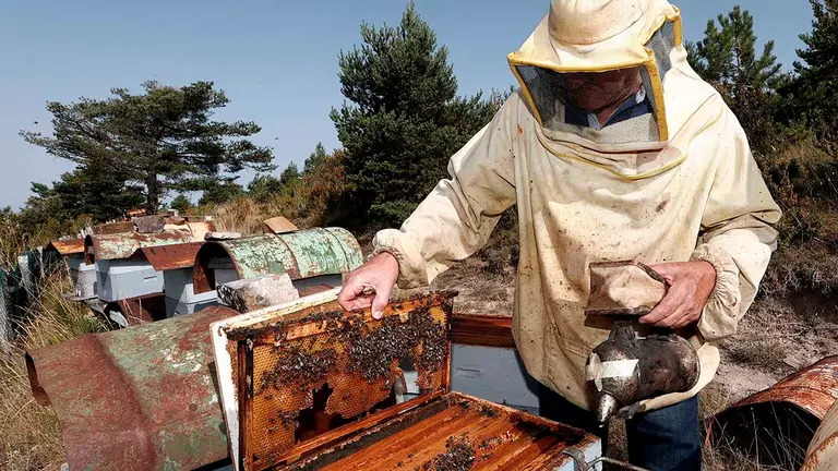 GRAFCAV9175. NAVASCUES, 06/10/2021.- Jesús, apicultor de la localidad navarra de Navascues mira alguna de sus colmenas para y asi prestarle los cuidados necesarios con el objetivo de obtener y consumir el producto que son capaces de elaborar y recolectar las abejas que conforman la colmena.  Las principales fuentes de recursos de las abejas son el néctar, el polen de las plantas y el agua y para reunir un kilo de miel hacen falta 2.540 abejas volando 156 kilómetros cada una para que cada un libe néctar en 3.900 flores. Las abejas absorben con su lengua el néctar de las flores que visitan, lo introducen en su buche y lo llevan a la colmena donde se lo entregan a las obreras que están cerca de la entrada. Luego vuelven a salir en busca de más néctar. El trabajo de la abeja reina es sencillo: pone los huevos que constituirán una nueva generación.   EFE/ Jesús Diges
