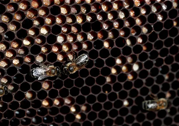 NAVASCUES (NAVARRA), 06/10/2021.- Panal de una colmena formado por celdillas hexagonales donde la abejas depositan la miel que mas tarde sera extraída y tratada. Las principales fuentes de recursos de las abejas son el néctar, el polen de las plantas y el agua y para reunir un kilo de miel hacen falta 2.540 abejas volando 156 kilómetros cada una para que cada abeja libe néctar en 3.900 flores. Las abejas absorben con su lengua el néctar de las flores que visitan, lo introducen en su buche y lo llevan a la colmena donde se lo entregan a las obreras que están cerca de la entrada. Luego vuelven a salir en busca de más néctar. El trabajo de la abeja reina es sencillo: pone los huevos que constituirán una nueva generación. EFE/ Jesús Diges
