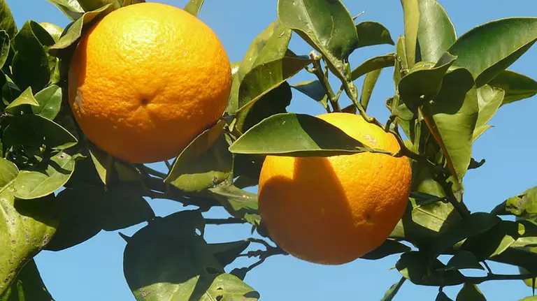 Imagen de archivo de unas naranjas.