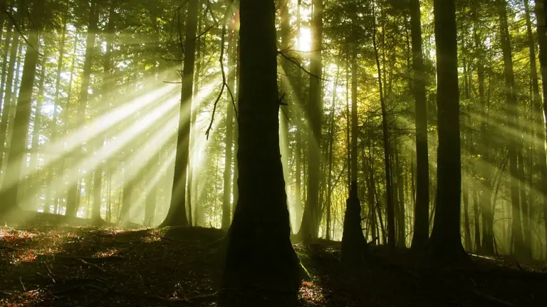 Una imagen de archivo de la Selva de Irati. NAVARRA.COM