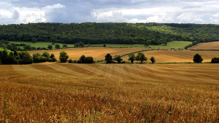 Varios campos. ARCHIVO