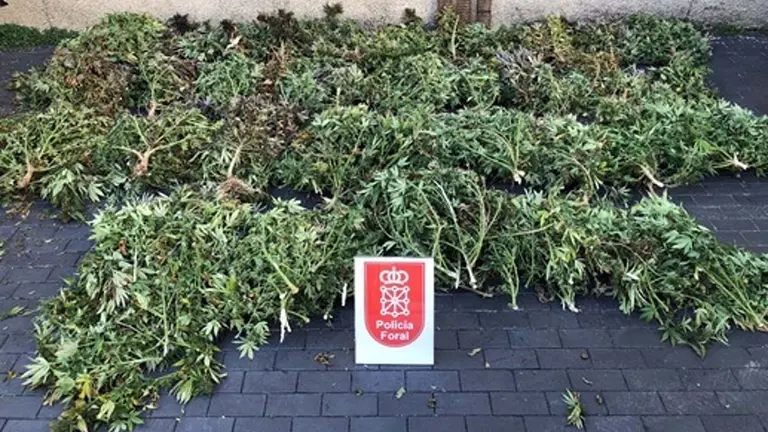 Plantas de marihuana decomisadas en Artajona - POLIC&Iacute;A FORAL