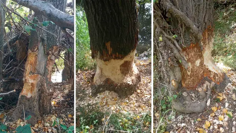 Árboles dañados por la actividad de los castores en Villava MANCOMUNIDAD DE LA COMARCA DE PAMPLONA