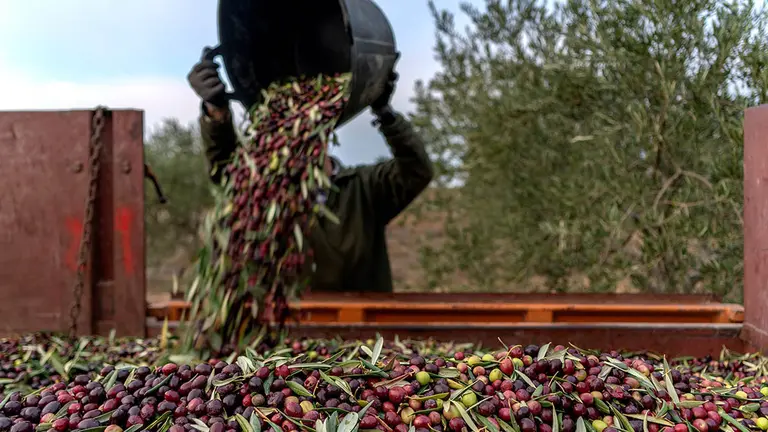 Recolecci&oacute;n aceituna en Navarra. INTIA