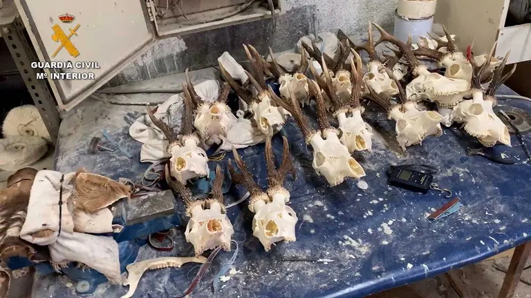 25-11-2021 La Guardia Civil desarticula una trama de cazadores furtivos dedicada a la taxidermia ilegal en Madrid.

La Guardia Civil ha desarticulado una trama de cazadores furtivos dedicada a la taxidermia ilegal, que manipulaba precintos de caza para reutilizarlos en un taller en la localidad de Móstoles (Madrid).

POLITICA 
GUARDIA CIVIL
