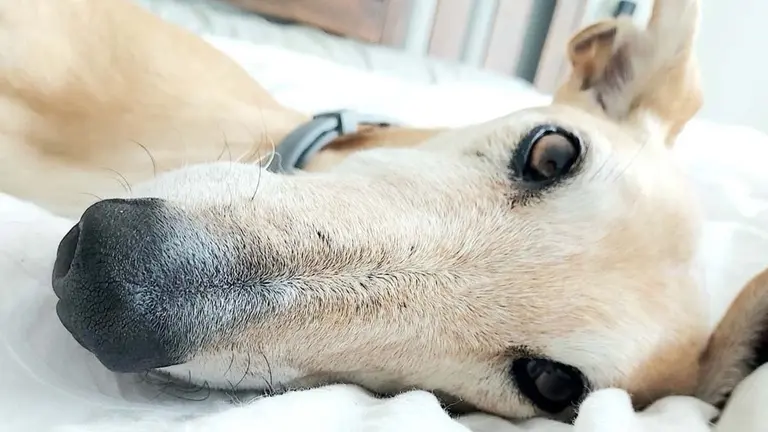 Duna, la galga ahorcada en una finca de Tajonar. TWITTER