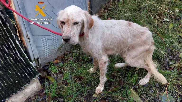 Estado de abandono animal en el que se encontraba la perra Roni en una finca de la Merindad de Estella. GUARDIA CIVIL